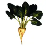 Beet Sugar Plant